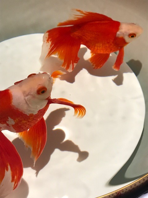 摜