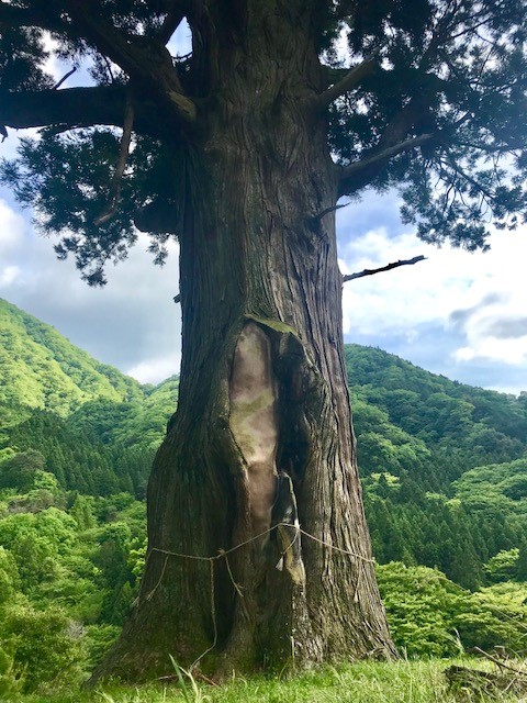 摜