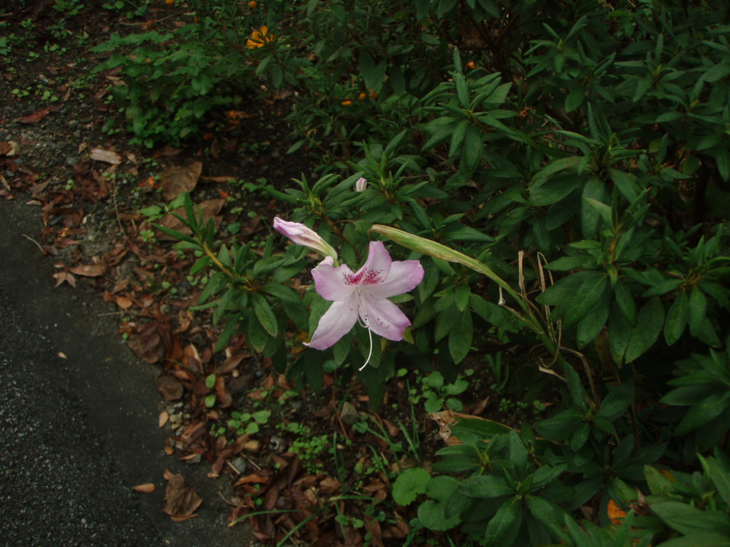 摜